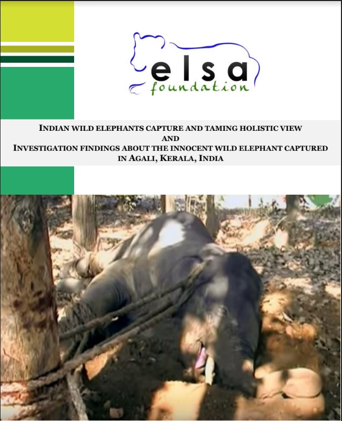 Indian Elephant Capture & Taming – Investigation