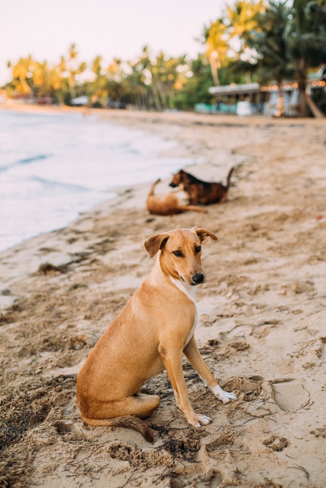 Adopt an Indian dog – Read the benefits in the guide here