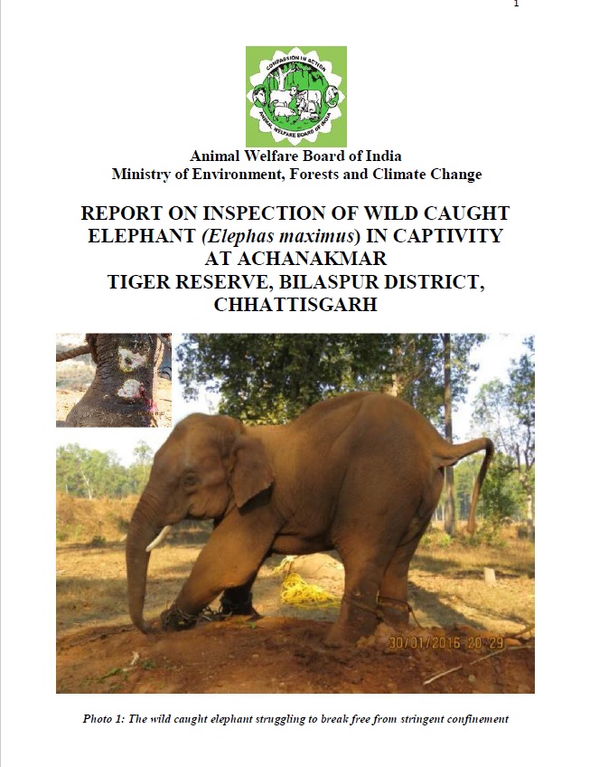Chhattisgarh – Inspection of wild caught elephant Sonu