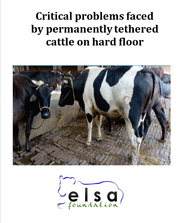Problems faced by confined cattle