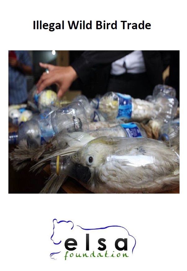 Illegal Cruel Wild Birds Trade