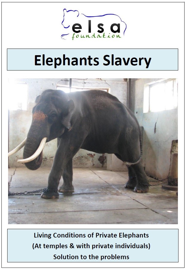 Captive Elephants Slavery